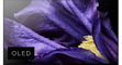 Sony-KD-65AF9-1.png